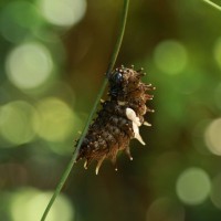 Troides darsius Gray, 1852